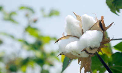 Cool Spring Mattresses from Mattresses Direct To Public