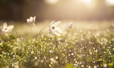 Premium Mattresses for Spring from Mattresses Direct To Public